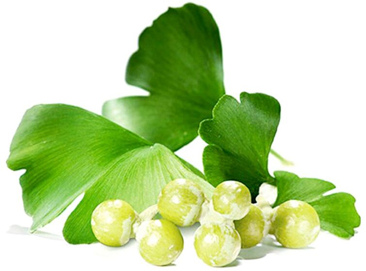 Daun ginkgo biloba meningkatkan aliran darah ke tisu zakar